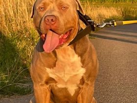 American Bully XL