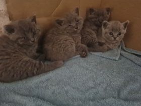 Britisch kurzhaar katzen