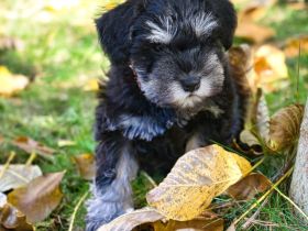 Zu den mutigen Hussiten