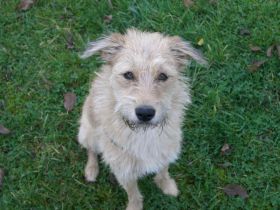 Hundetagesstätte Frankfurter Fellnasen