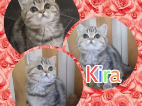 BKH Mädchen Kira sucht ihren Dosenöffner