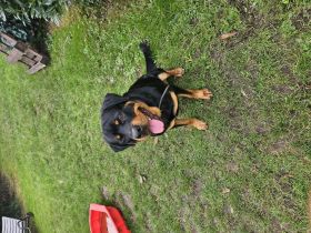 Hübscher Rottweiler sucht 2te Chance
