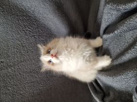 4 süße ragdoll kitten in liebevolle Hände abzugeben