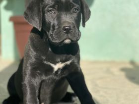 Cane Corso