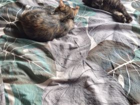 2 Kitten 12 Wochen abzugeben