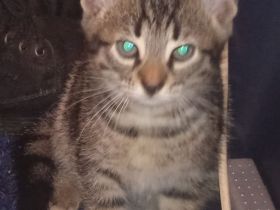 Mischling Katzen Baby