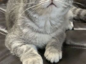 Reinrassige BKH Katzen