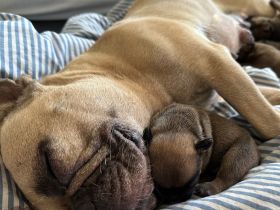 Französische Bulldoggen Welpen-*Noch 1 Welpe vorhanden*