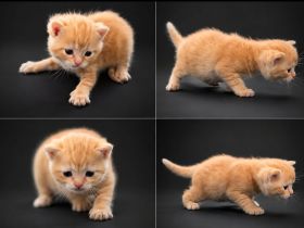 BKH kitten Stammbaum, geimpft  gechipt Gesundheitszeugnis