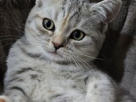 Whiskaskatze,.Stammbaum,gechip , Gesundheit8szeugnis