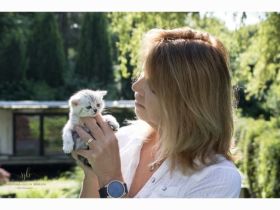 , neue Whiskaskatze,f. ENDE August, Stammbaum,gechip , Gesundheitszeugnis all we can do