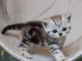 Whiskaskitten  mit Stammbaum