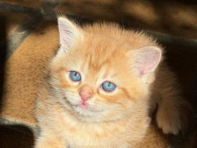 BKH kitten Stammbaum, geimpft  gechipt Gesundheitszeugnis