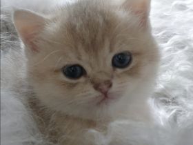 BKH kitten Stammbaum, geimpft  gechipt Gesundheitszeugnis