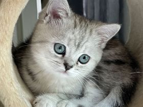 Whiskaskitten m.Stammbaum, WURFANKÜNDIGUNG