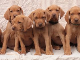 Magyar Vizsla Wurfplanung zum April 2026