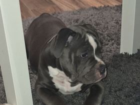 Old English Bulldog mit Ahnentafel