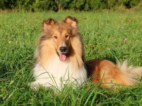 BiHCh, FBiHCh, RSCh Gandor zur Lewitzperle (BH/VT)