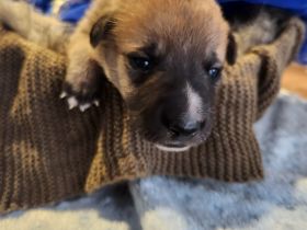 Schäferhund-Husky-Mischlingswelpen