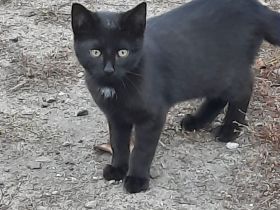 Katzenkinder suchen ein Zuhause