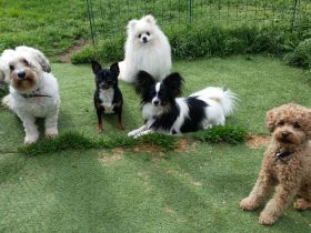 Hundebetreuung mit Herz