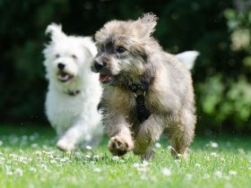 Lust auf Welpengewusel?.