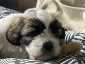 Wunderschöne Welpen suchen bald ein neues Zuhause. :)