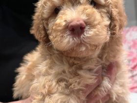 Lagotto Romagnolo