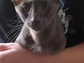 Orientalische Kurzhaar Katzen zum verkaufen