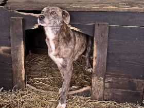 Amelie, lieb und gutmütig