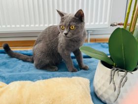 BKH Katze blau mit schönem Stammbaum, nicht kastriert, sucht neues Zuhause