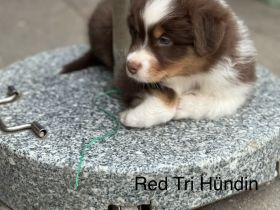 Australian Shepherd Welpen