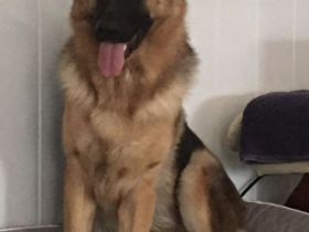 Schäferhund Deckrüde