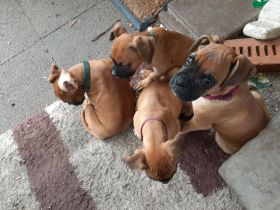 Boxerwelpen reinrassig