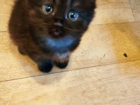 Britisch Kurzhaar Kater