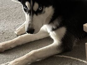 Husky rüde.