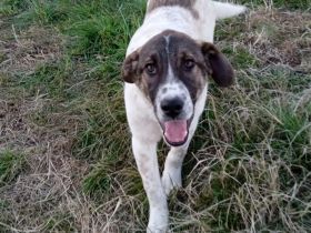 RÜDE JACKSON, männlich, noch in Griechenland