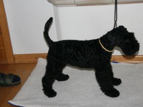 von den Mückenstürmern