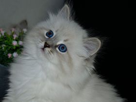 Reinrassige Neva Masquarade Kitten mit Stammbaum