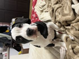 American Bully Welpe