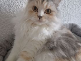 Britisch Langhaar Katze