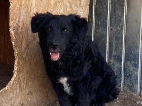 Wer schenkt Wollie ein Leben voller Liebe?