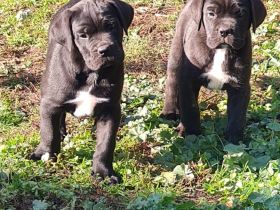 Cane Corso welpen