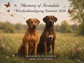 Rhodesian Ridgeback Welpen Wurfankündigung Juni 2026