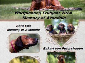 Rhodesian Ridgeback Welpen Wurfankündigung