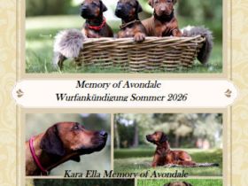 Rhodesian Ridgeback Welpen Wurfankündigung Juni 2026