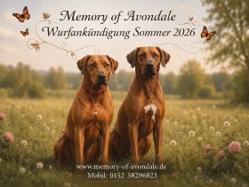 Rhodesian Ridgeback Welpen Wurfankündigung Juni 2026