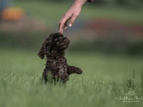 Lagotto Romagnolo Welpen