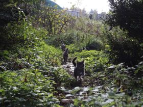 Katzen Kater Abzugeben