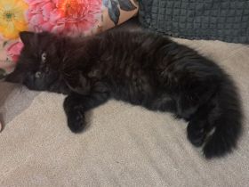 Wunderschönes Kätzchen